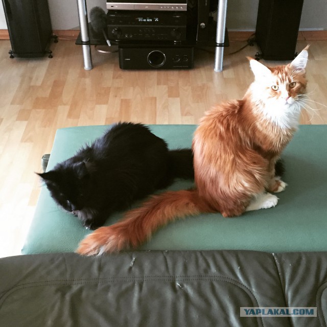 Котовторник 27.01.2015