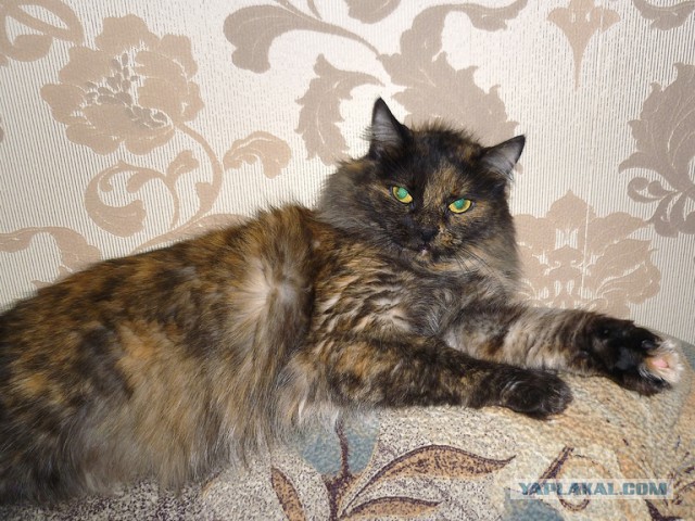 Перепись котопузов открыта=)
