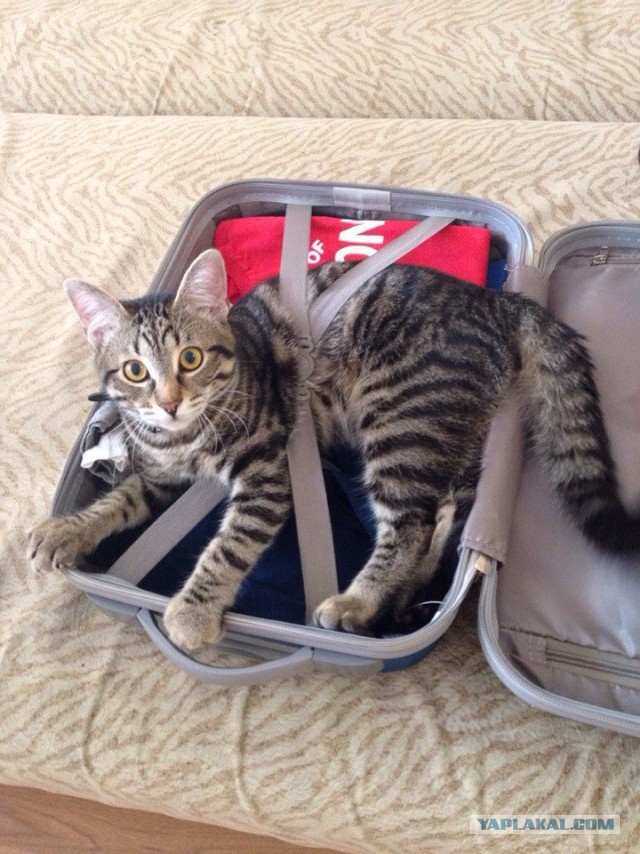 Котовторник 07 04 2015