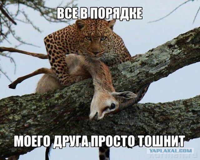 Как кошка усыновила осиротевших утят