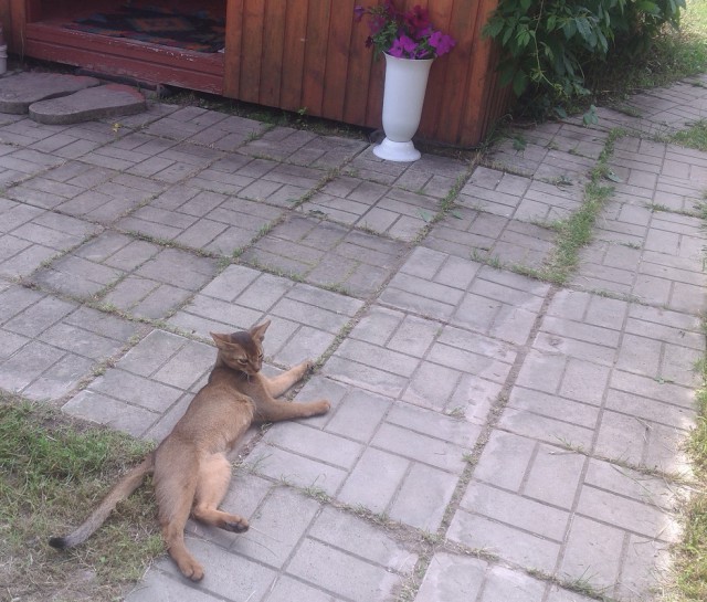 Котовторник 14.07.2015