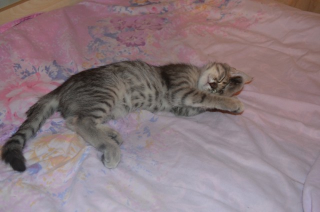 Котовторник  21.07.2015
