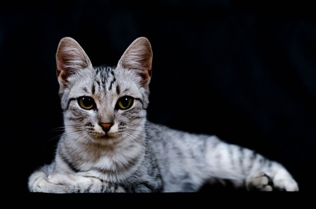 Котовторник 11.08.2015
