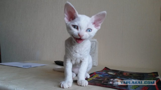 Котовторник 13.10.2015