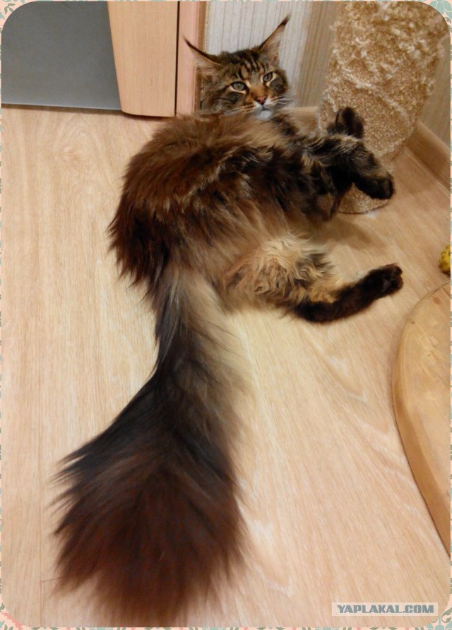 Котовторник 13.10.2015