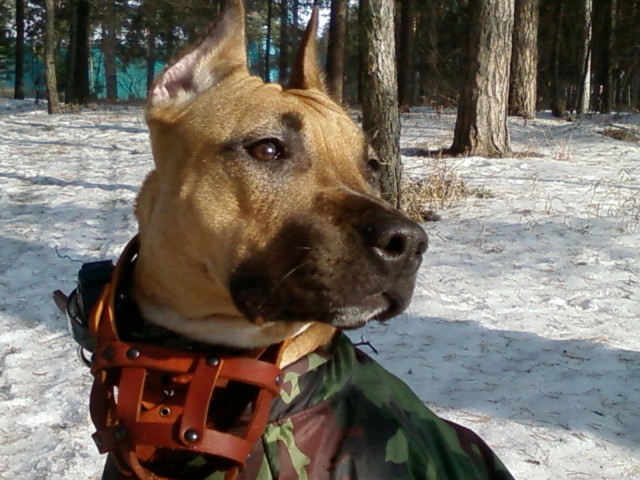 Стаффордшир покусал 3х человек на Урале