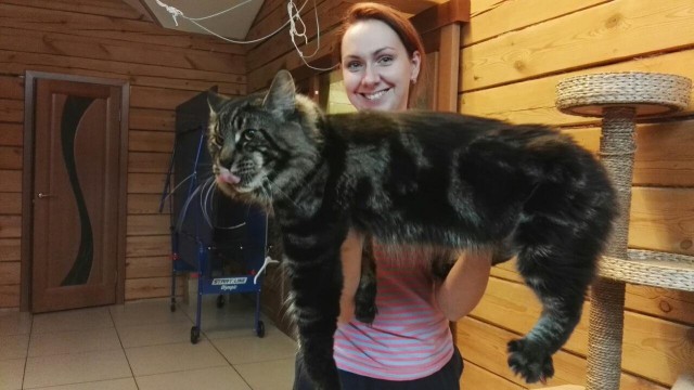 16 мейн-кунов, в сравнении с которыми ваш котик