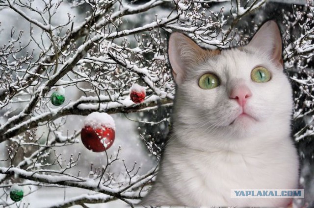 Новогодний котовторник,05.01.16.