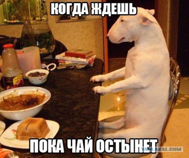 Веселые картинки