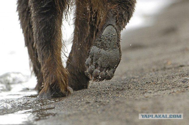 Всем нашим встречам,  увы, разлуки суждены...