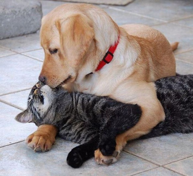 Демы к котовторнику!