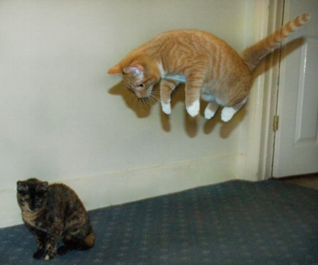 Демы к котовторнику!