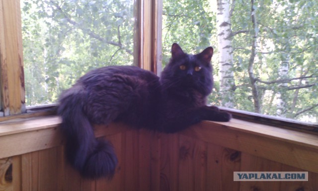 Ваши фотки котов на телефон