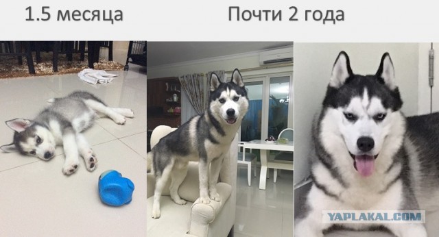 Выбирайте выражения: собаки точно понимают смысл сказанных хозяином слов