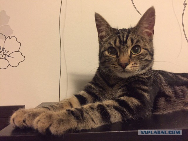 Котовторник 27.09.16