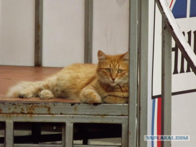 Котовторник 18.10.2016
