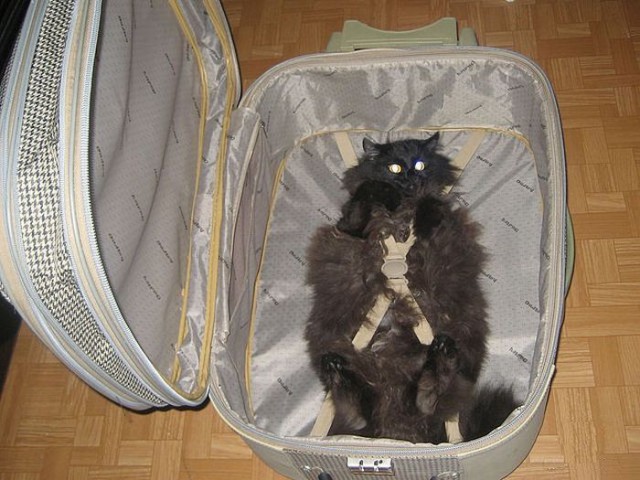 Коты из сети