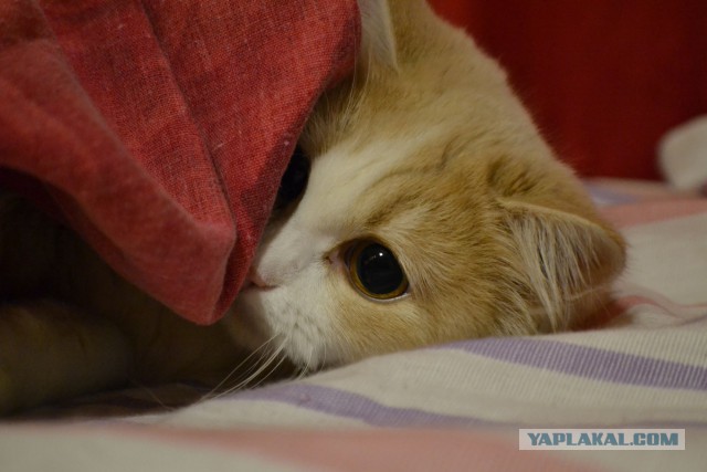 Котовторник  14.02.2017
