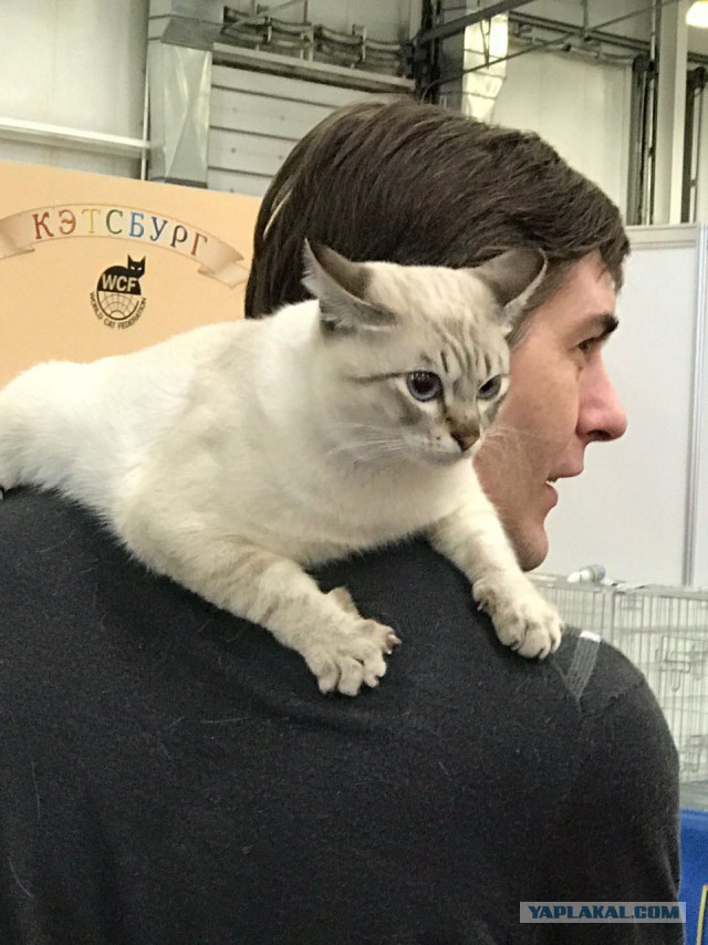 В Москву съехались коты