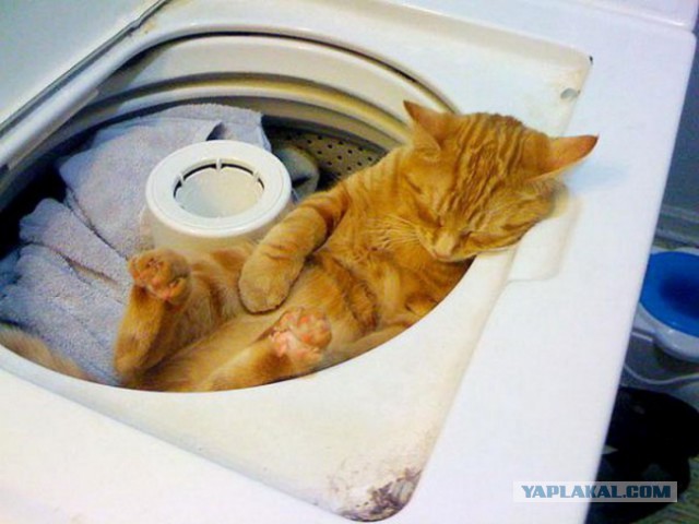 Коты и Кошки