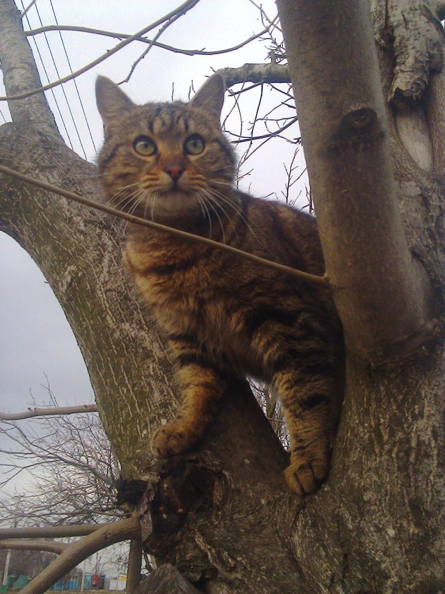 Коты и Кошки