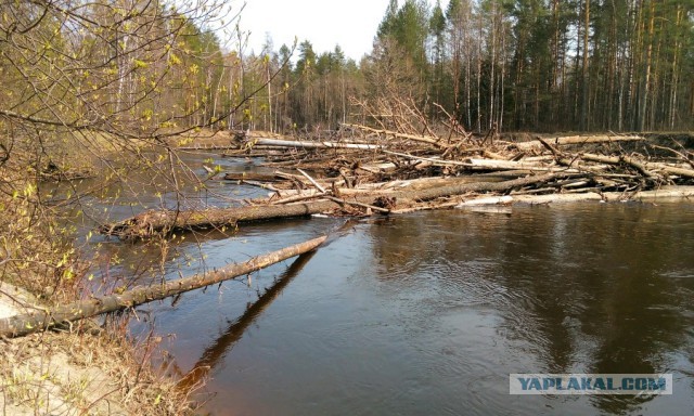 Сплав по речке Гусь. 135км превозмоганий за 8 дней на порванной лодке.