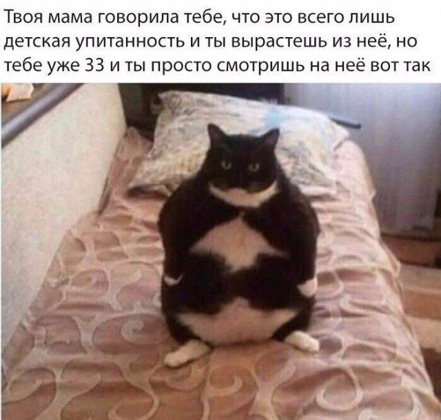 Коты и Кошки