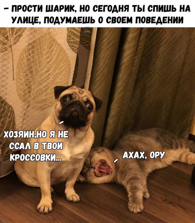 Подборка забавных животных