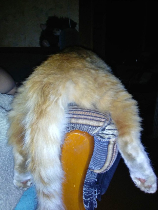 Котовторник 31.10.2017