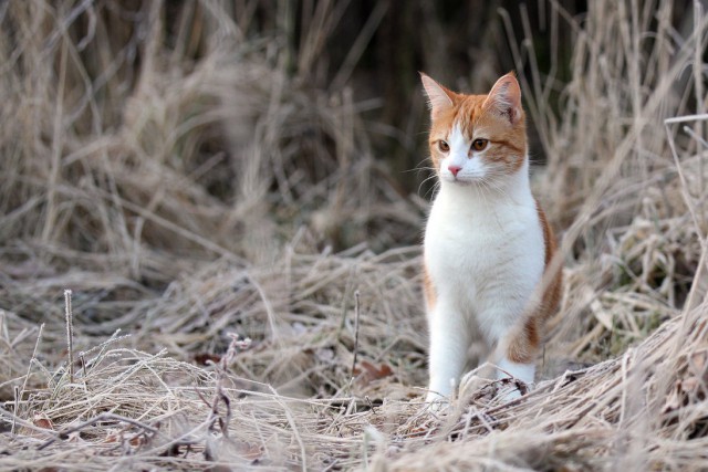 Коты и Кошки
