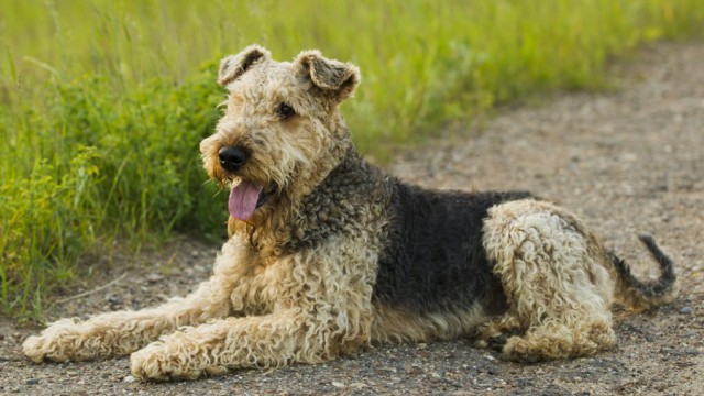 8 исчезнувших пород собак, которых не осталось даже на фотографиях