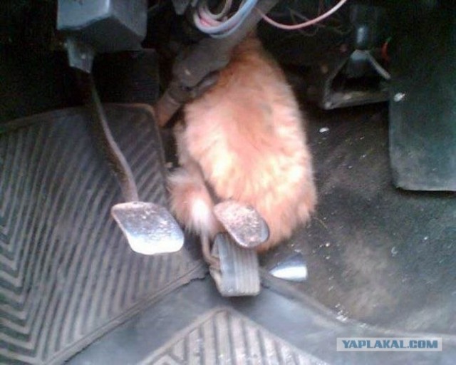 Что может сделать кот с автомобилем (10 фото)