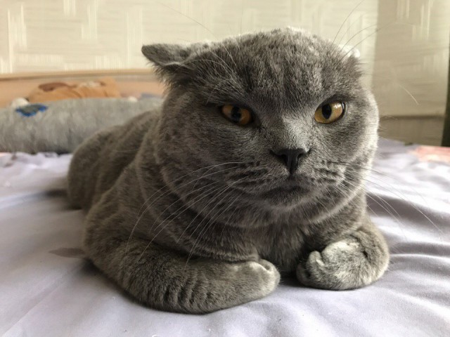 Живность из сети
