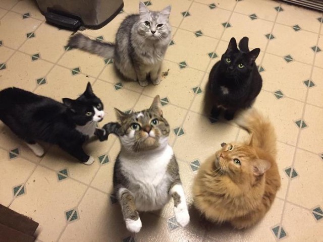 Прикольных котов пост
