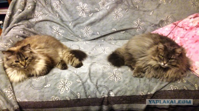 Котовторник 27.03.2018