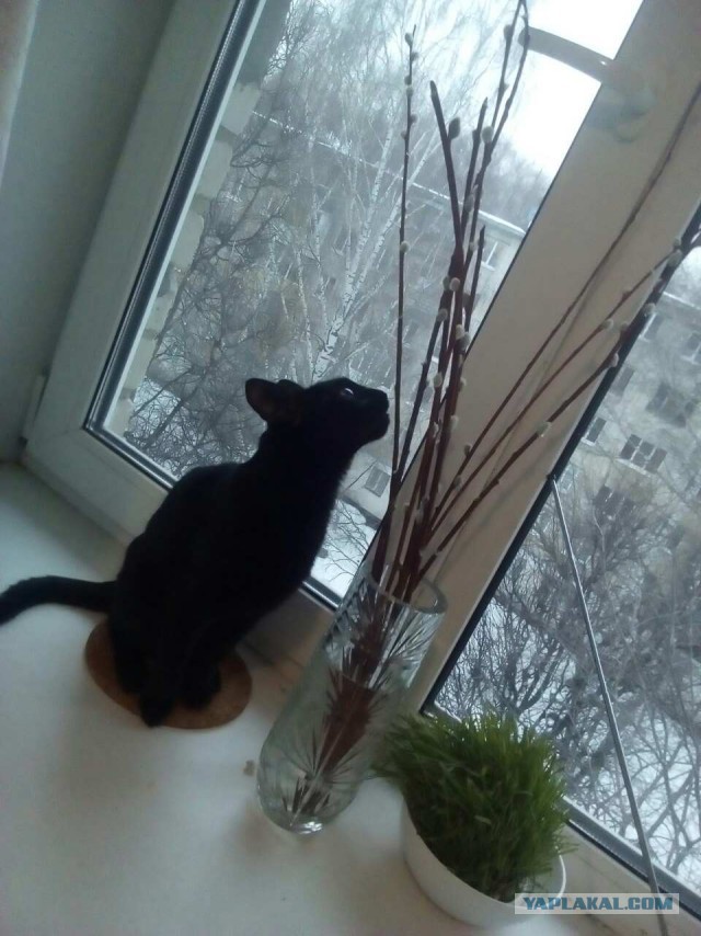 А не открыть бы нам котовторник 03.04.2018