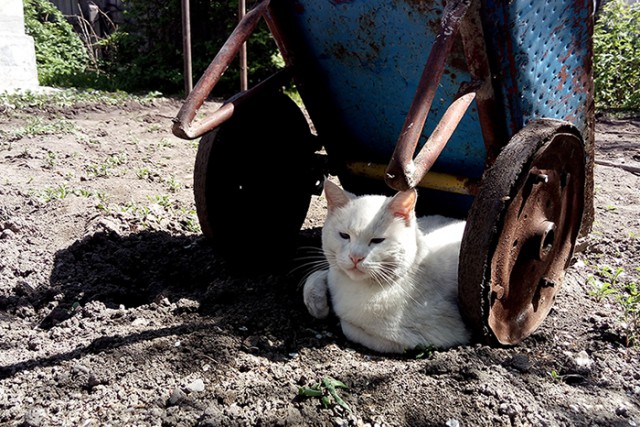 Котовторник 24.04.2018