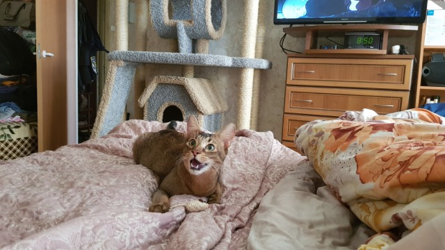 Котовторник 29.5.18