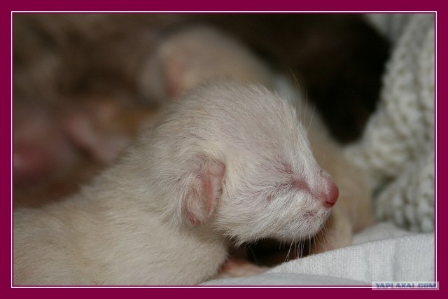 Ура, котовторник! (01.07.2008)