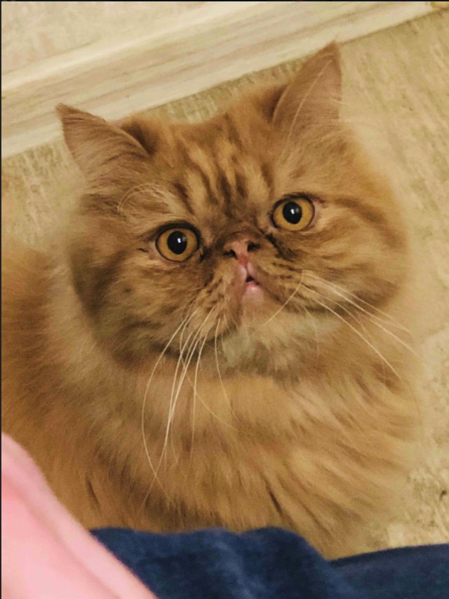 Немного милоты
