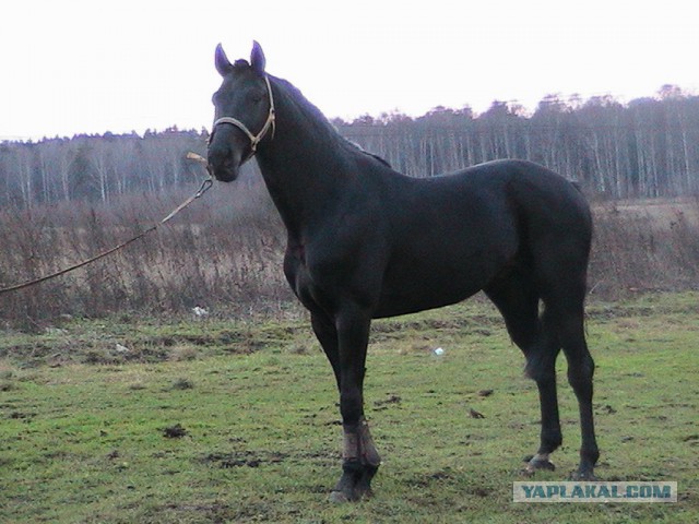 Что может быть прекраснее ахалтекинского коня?