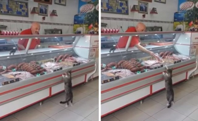 Кот зашёл в мясную лавку и стал выбирать мясо, пока продавец не предложил то, что он хотел