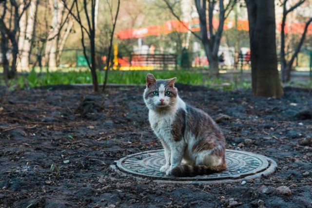 Прикольных котов пост