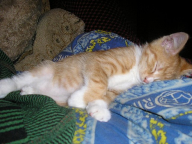 Котовторник (начало в супермаркете!)