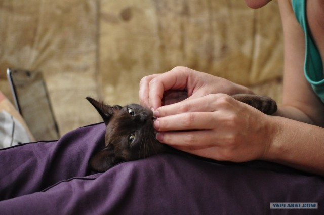 Котовторник (31.01.2012)