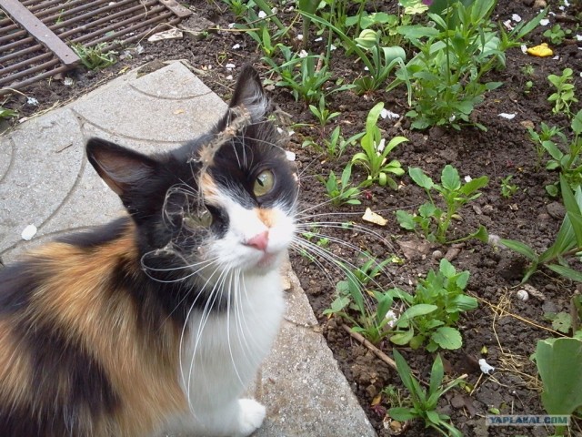 Котовторник (07.02.2012)