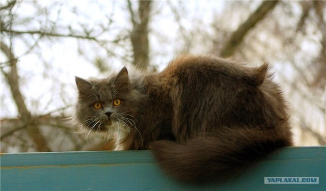 Котовторник 20.03.2012