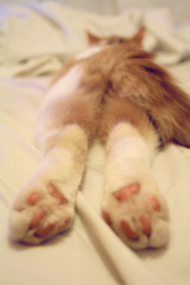 Котовторник 17.04.2012