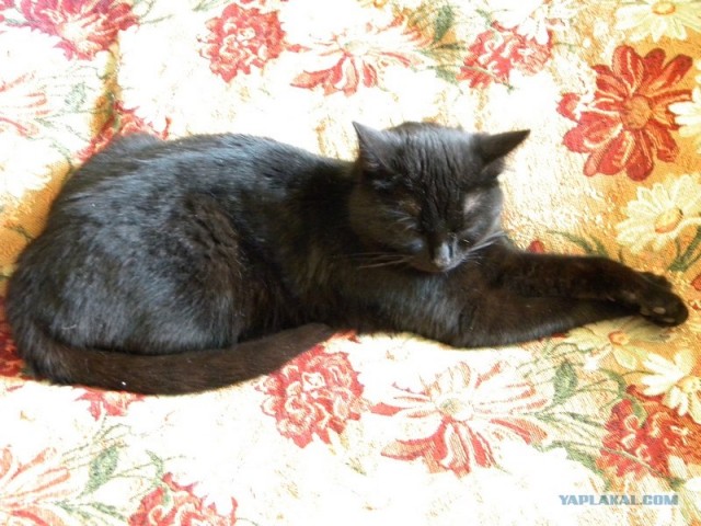 Котовторник  14.08.2012.