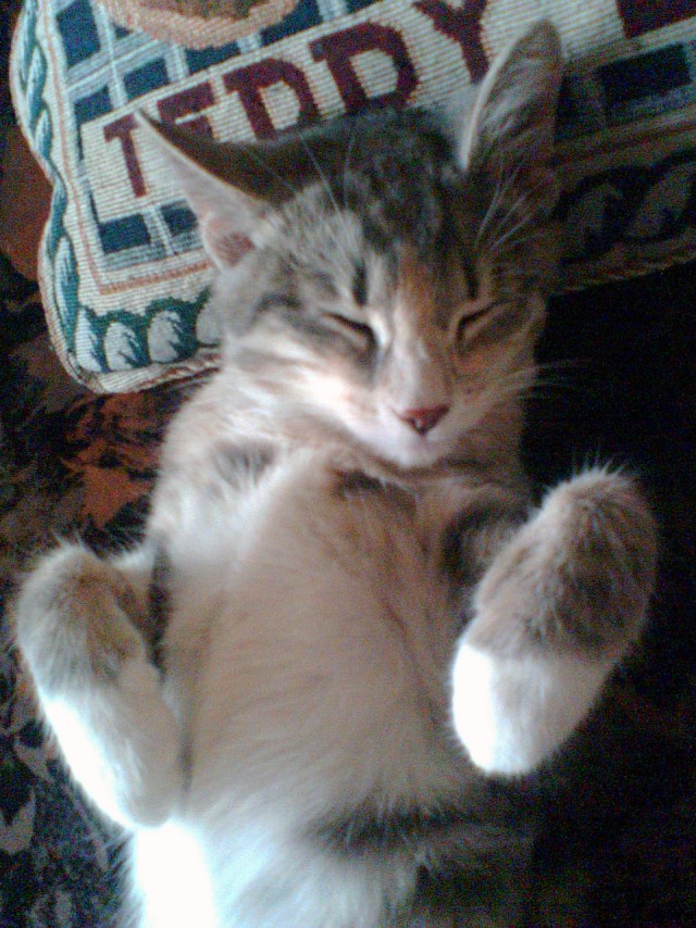 Котовторник  28.08.12